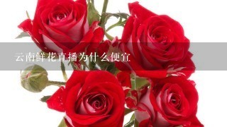 云南鲜花直播为什么便宜