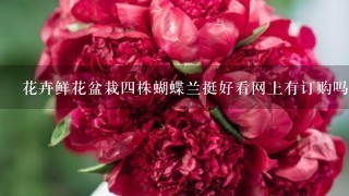 花卉鲜花盆栽四株蝴蝶兰挺好看网上有订购吗？