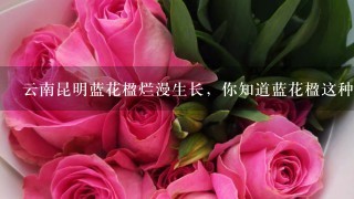 云南昆明蓝花楹烂漫生长，你知道蓝花楹这种花吗？