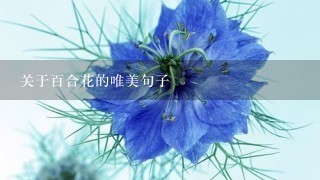 关于百合花的唯美句子