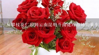 从攀枝花仁和到云南昆明斗南花卉市场的乘车路线