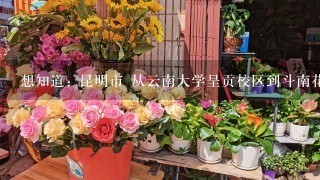 想知道: 昆明市 从云南大学呈贡校区到斗南花卉市场公交线路的信息