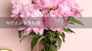 为什么云南是花都