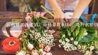 云南鲜切花滞销，价格暴跌400%，是什么原因导致的？