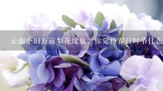 云南个旧万亩梨花绽放，你觉得春日时节什么花最好看