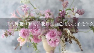 买的鲜花（雏菊）花瓣生白色的小虫子是什么，对身体