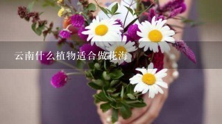 云南什么植物适合做花海