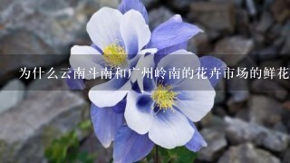 为什么云南斗南和广州岭南的花卉市场的鲜花交易要在