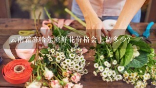 云南霜冻哈尔滨鲜花价格会上调多少?