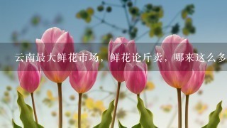 云南最大鲜花市场，鲜花论斤卖，哪来这么多鲜花？