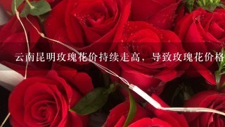 云南昆明玫瑰花价持续走高，导致玫瑰花价格上涨的原