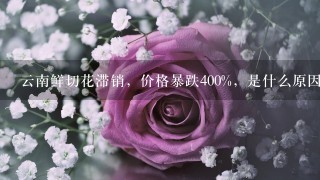 云南鲜切花滞销，价格暴跌400%，是什么原因导致的？