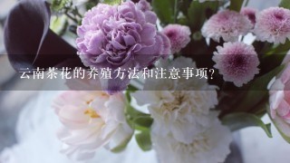 云南茶花的养殖方法和注意事项？