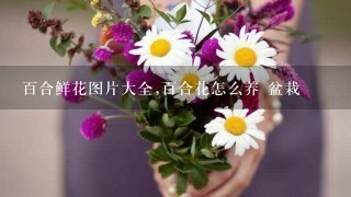 百合鲜花图片大全,百合花怎么养 盆栽