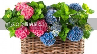 鲜花会会带病菌么？