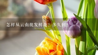 怎样从云南批发鲜花？多久到？