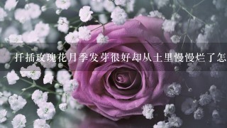 扦插玫瑰花月季发芽很好却从土里慢慢烂了怎么回事