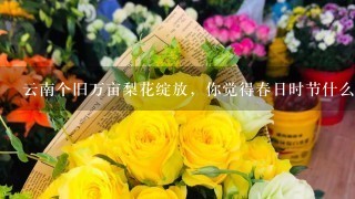 云南个旧万亩梨花绽放，你觉得春日时节什么花最好看