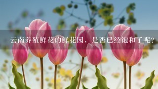 云南养殖鲜花的鲜花园，是否已经饱和了呢？