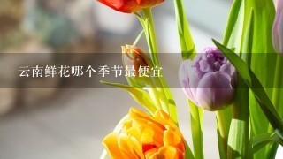 云南鲜花哪个季节最便宜