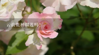 云南能种榴莲吗？