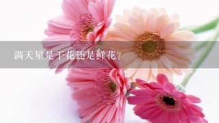 满天星是干花还是鲜花?