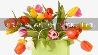 桂花、杜鹃、滇朴、矮牵牛、腊梅、叶子花、榕树