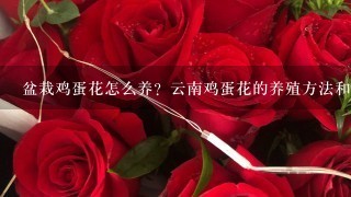 盆栽鸡蛋花怎么养？云南鸡蛋花的养殖方法和注意事项