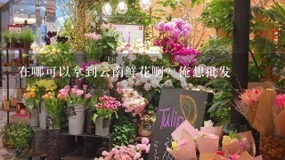 在哪可以拿到云南鲜花啊？俺想批发