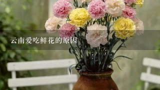 云南爱吃鲜花的原因