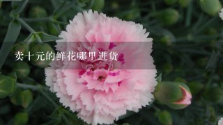 卖十元的鲜花哪里进货