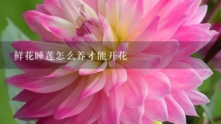 鲜花睡莲怎么养才能开花