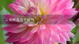 云南鲜花有甲醛吗