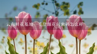 云南鲜花基地一手货源花间密码怎么样