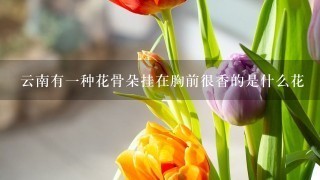 云南有1种花骨朵挂在胸前很香的是什么花