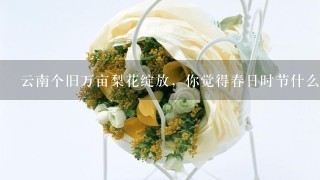 云南个旧万亩梨花绽放，你觉得春日时节什么花最好看