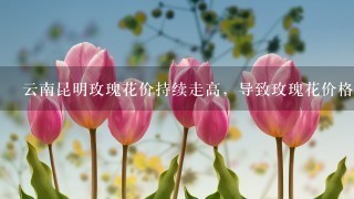 云南昆明玫瑰花价持续走高，导致玫瑰花价格上涨的原