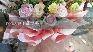 pdd认识王菠萝吗