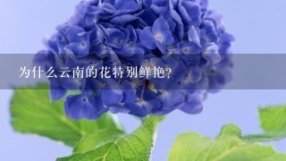 为什么云南的花特别鲜艳？