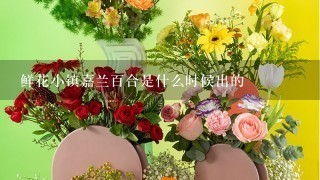 鲜花小镇嘉兰百合是什么时候出的