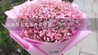 云南什么都盛开着鲜花