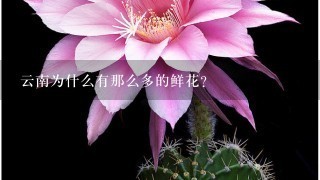 云南为什么有那么多的鲜花？