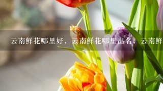 云南鲜花哪里好，云南鲜花哪里出名，云南鲜花哪里可以买得到。