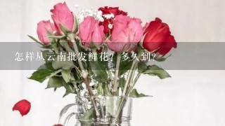 怎样从云南批发鲜花？多久到？