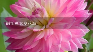 丽江薰衣草花海