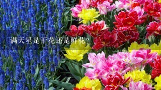 满天星是干花还是鲜花?