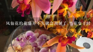 凤仙花的花盛开不久就会凋谢了,当花变干时