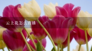 云上花怎么直播