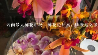 云南最大鲜花市场，鲜花论斤卖，哪来这么多鲜花？