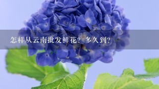 怎样从云南批发鲜花？多久到？